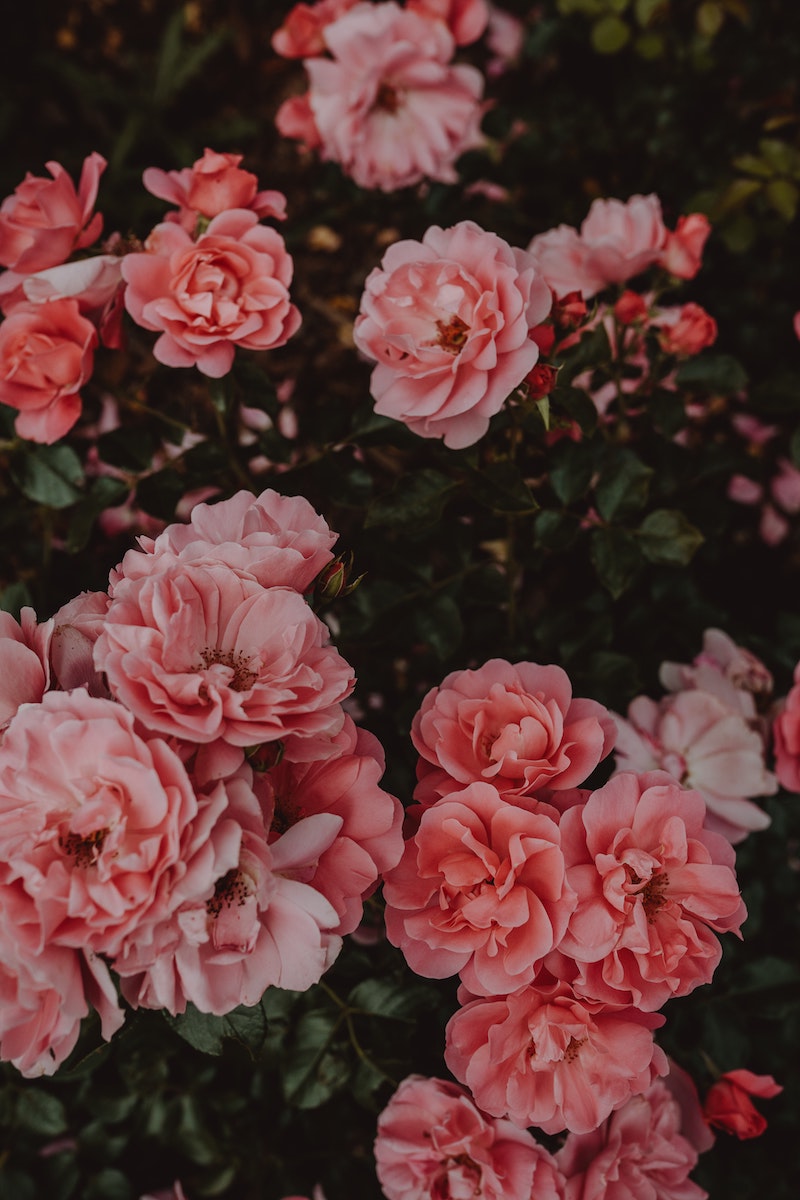 7 garten mit schoenen blumen pfingstrosen schneiden fuer vase