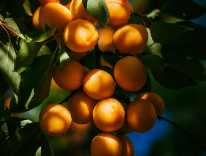 9 garten pflege aprikosen aus kernen ziehen