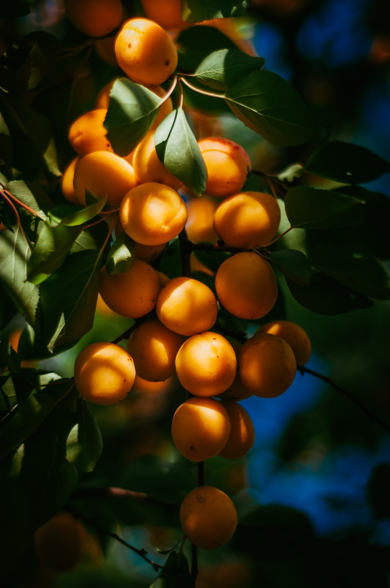 9 garten pflege aprikosen aus kernen ziehen