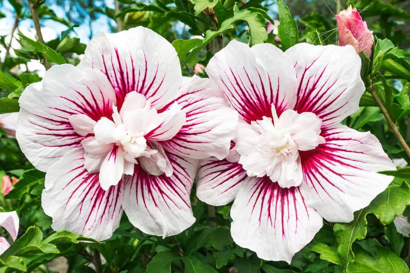 hibiscus syriacus blühende pflanzen winterhart für den garten