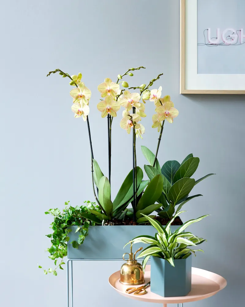 orchideen und dschungelpflanzen fuer uban jungle wohnung