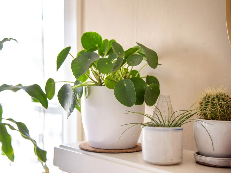pilea und dschungelpflanzen fuer urban jungle wohnzimmer
