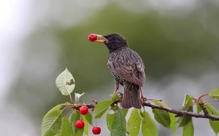 star mit beere im schnabel sturnus vulgaris star zdenek tunka lbv af852cbe