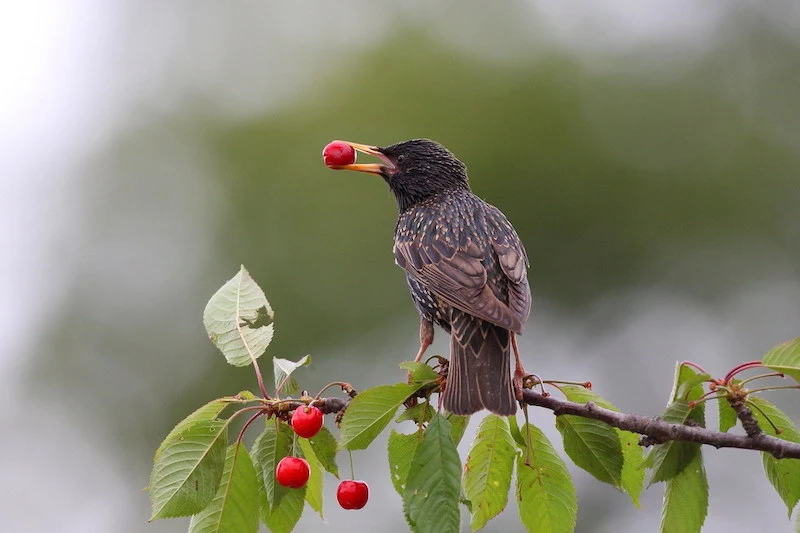 star mit beere im schnabel sturnus vulgaris star zdenek tunka lbv af852cbe