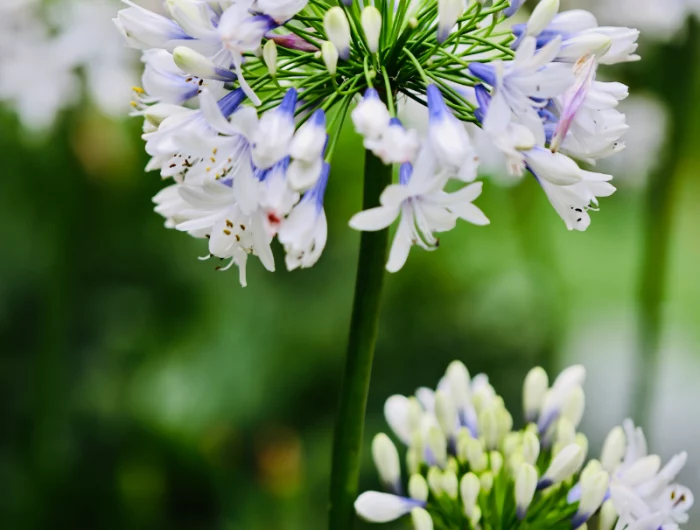 agapanthus pflege profi tipps blume mit weiss lila bluehten
