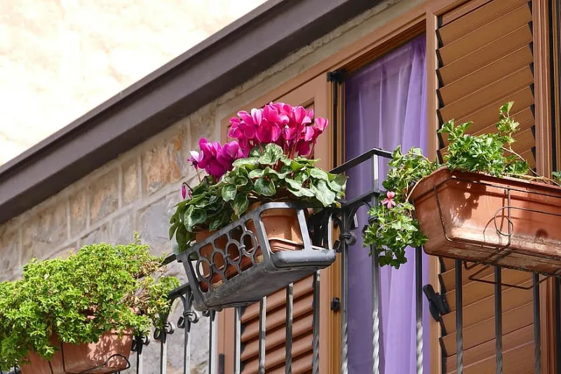 balkonpflanzen schatten und sommerblumen fuer balkon