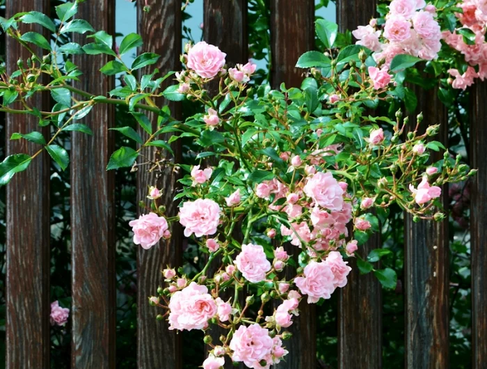 besondere rosensorten ispahan kletterrose zaun holzzzaun