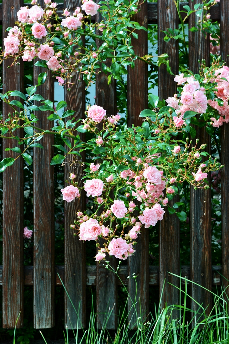besondere rosensorten ispahan kletterrose zaun holzzzaun