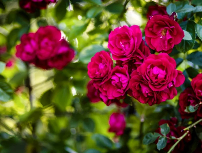 besondere rosensorten rosenstrauch mit dunkleroten bluehten