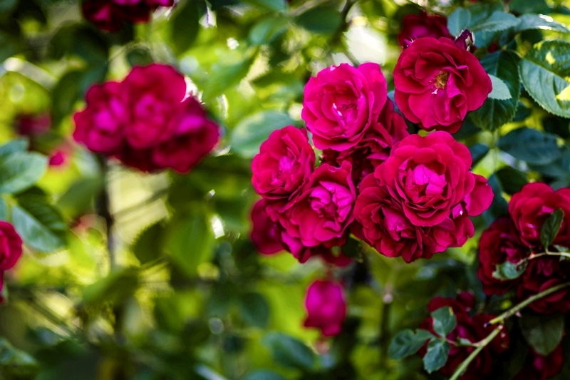 besondere rosensorten rosenstrauch mit dunkleroten bluehten