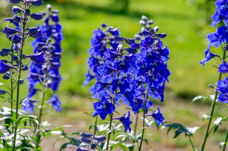 blaue blumen welche blumen im juli pflanzen infos tipps