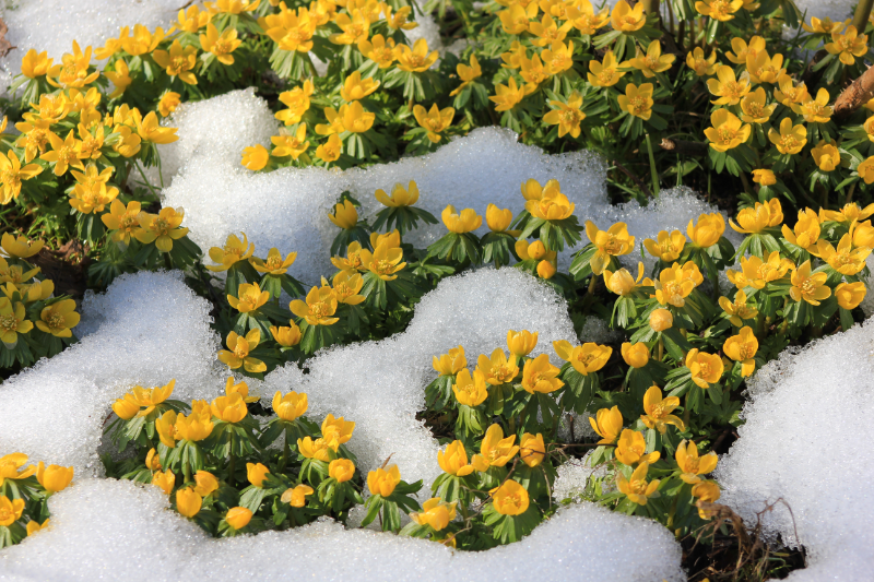 blühende pflanzen winterhart gelber winterling im garten