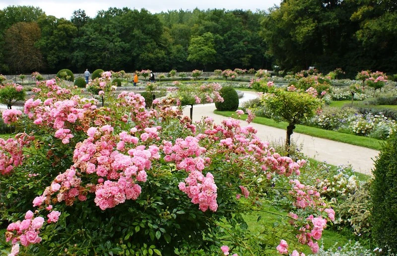 bodendeckerrosen pflege rosa farbige bodendeckerrosen im park