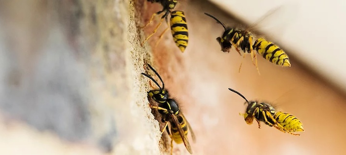 das muessen sie beachten bei wespennest entfernen