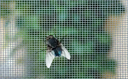 die besten mittel und tipps gegen fliegen sind da.jpg