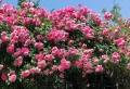 Profi-Gärtner verraten die besten Rosensorten für den Garten