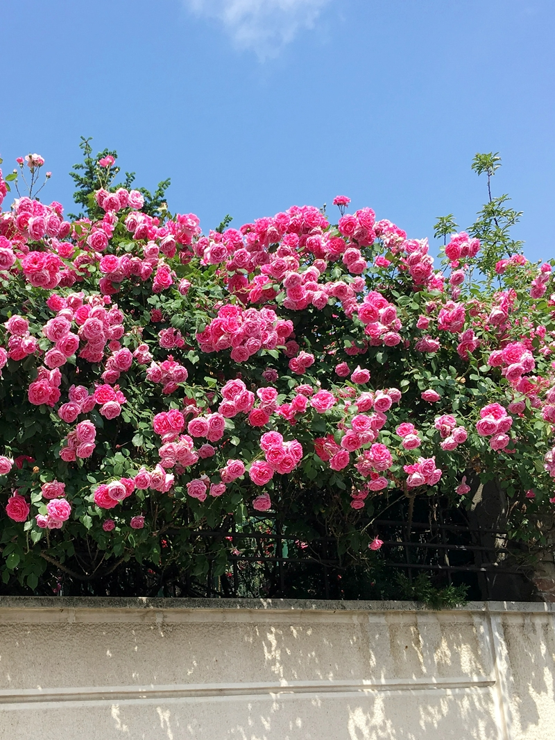 die besten rosensorten fuer den garten rosa rosen