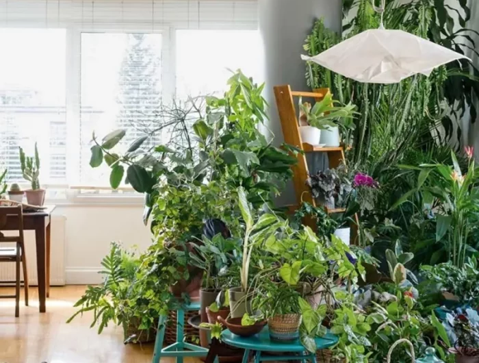 die richtige pflanzen fuer urban jungle wohnung und einrichtung