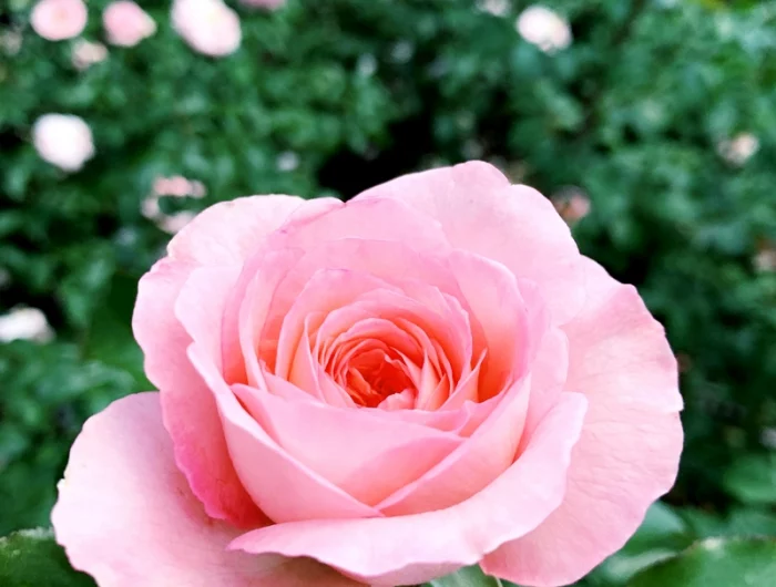 duftende rosensorten rosa rose beste gartenpflanzen blumen