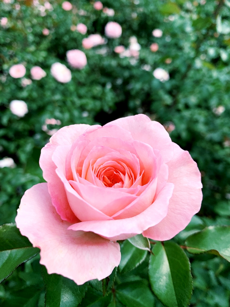 duftende rosensorten rosa rose beste gartenpflanzen blumen