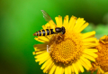 Hausmittel gegen Wespen: Wie können Sie Wespen mit Volksheilmitteln vertreiben?