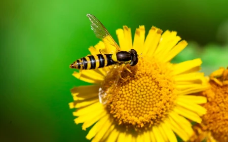 ein weiterer tipp fuer hausmittel gegen wespen
