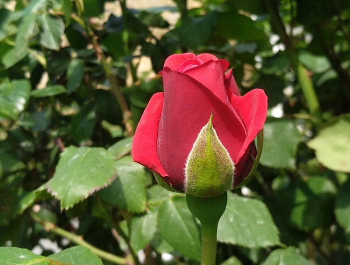 eine frische rote rose im garten