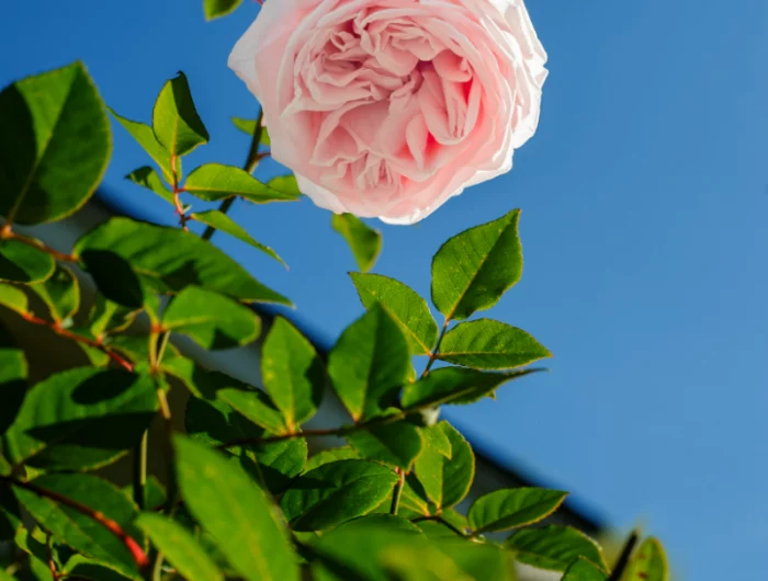 felicite perpetue rose rosensorten fuer den garten