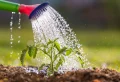 Garten in der Hitze gießen: Die beste Zeit zum Gießen von Pflanzen in den heißen Monaten