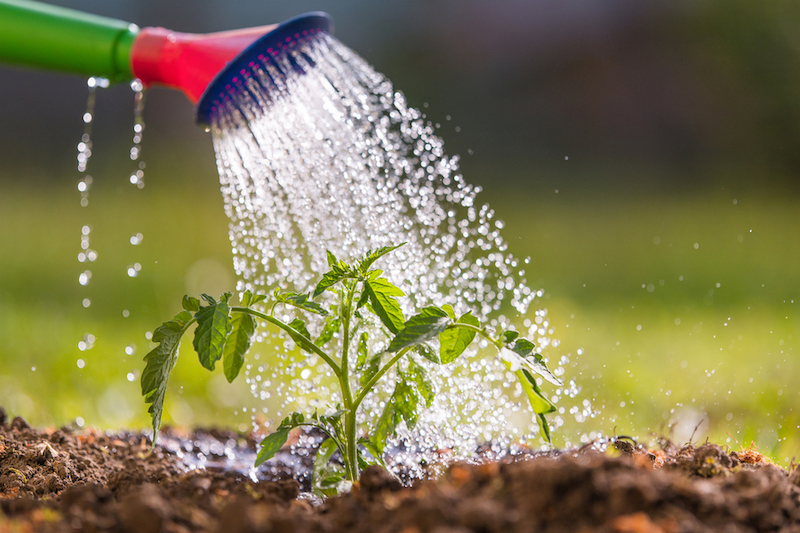 garten giessen bei hitze wie viel wasser brauchen pflanzen