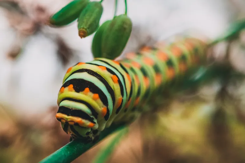 garten schaedlinge entfernen natuerliche methoden im garten