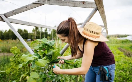 gurken im garten anreichern und ernten