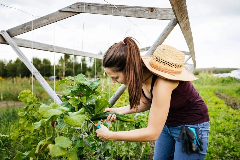 gurken im garten anreichern und ernten