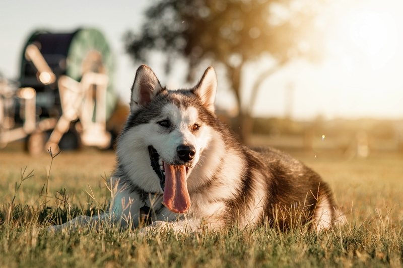 haustier bei großer hitze schützen wichtige tipps hund auf rasen