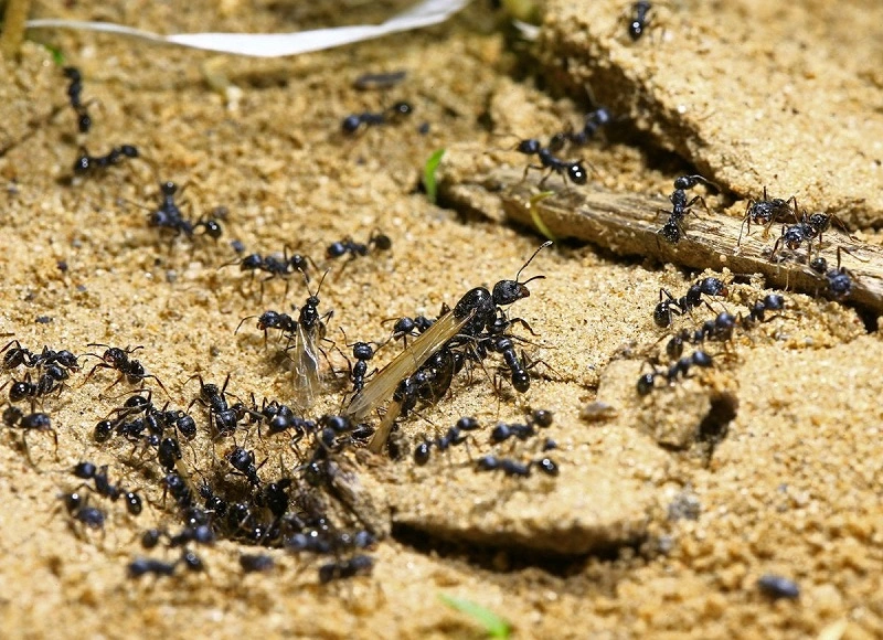 holzasche als vielseitiges hausmittel ameisen insekten vertreiben