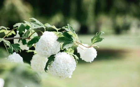 hortensie annabelle richtig pflegen schneiden und duengen profi tipps