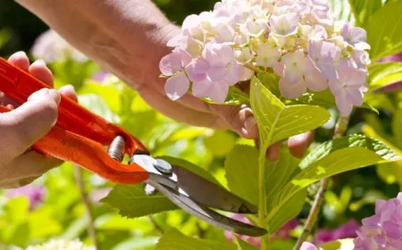 hortensie verblueht und wann hortensie schneiden