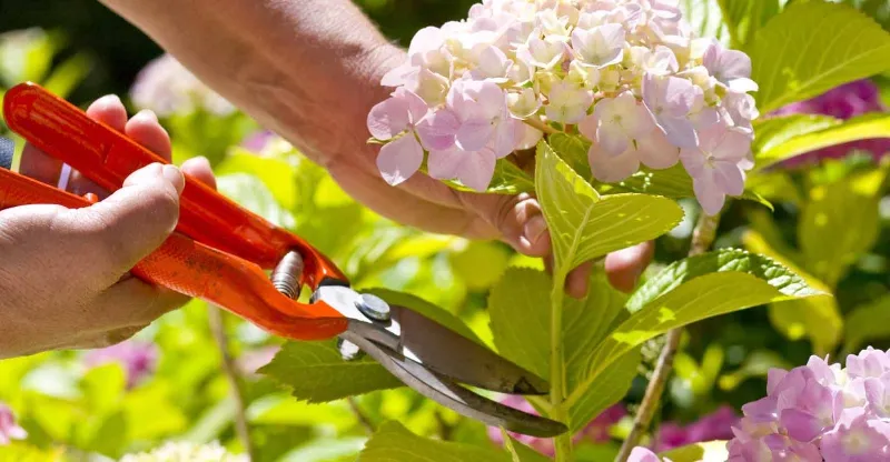 hortensie verblueht und wann hortensie schneiden