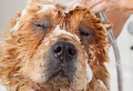 Zecken, Flöhe und Milben: 5 einfache Mittel, wie Sie im Sommer Ihren Hund vor Parasiten schützen
