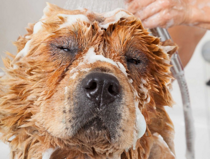 hund vor parasiten schuetzen im haus wie lange dauert es bis hundefloehe weg sind grosser hund duschen