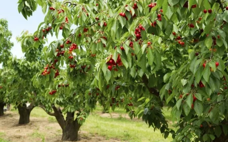 in dem garten kirschbaum schneiden wann