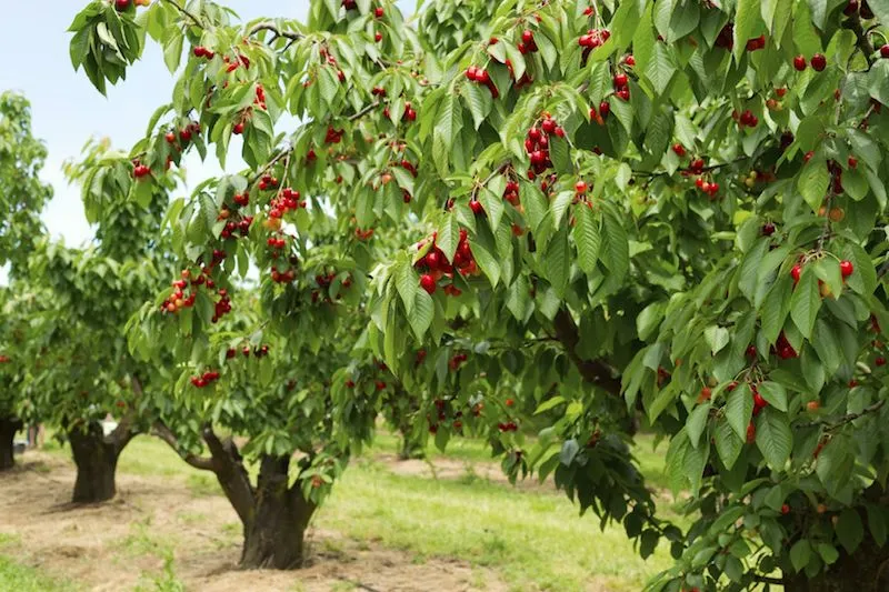 in dem garten kirschbaum schneiden wann