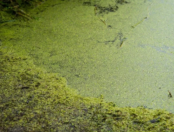 kaminasche entsorgen in teich gegen algen