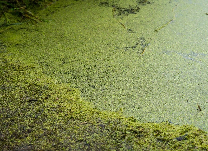 kaminasche entsorgen in teich gegen algen