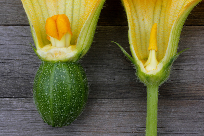 kann man zucchini viel giessen zucchini blueten gelb