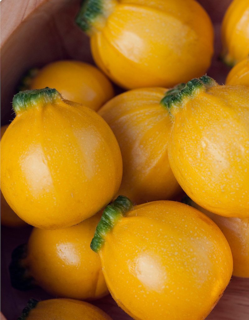 kann man zucchini viel giessen zucchini summer ball gelbe zucchini sorte