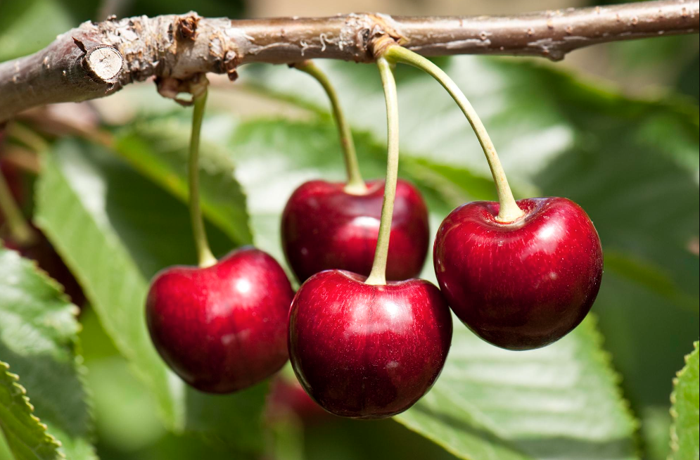 kirschbaum im sommer schneiden zwei frische hängende kirschen