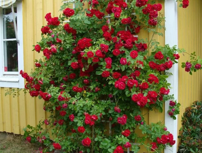 kletterrosen mit rankhilfe rote rosen