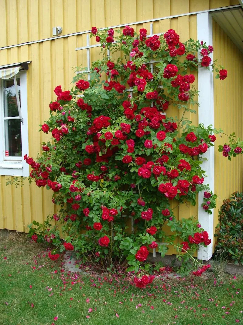 kletterrosen mit rankhilfe rote rosen