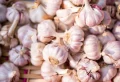 Knoblauch in Töpfen anbauen: Ausführliche Anleitung und Tipps für eine gute Ernte